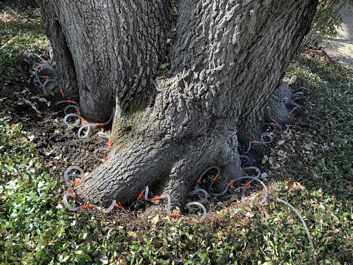 Detailed Tree Cabling and Bracing job site in Bridgeport