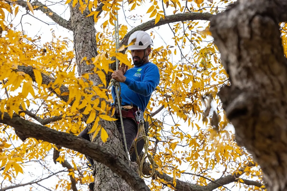 Skilled Tree Pruning crew working in Bridgeport